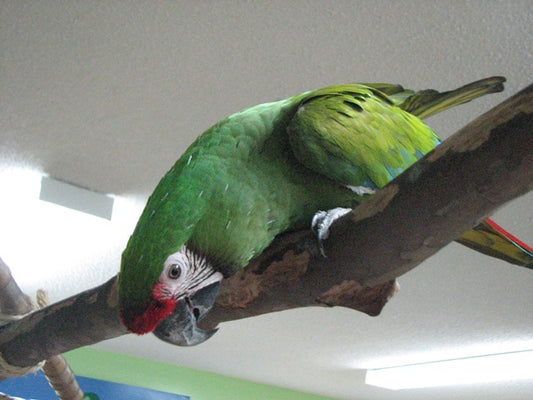 Safe Natural Branches for your Bird