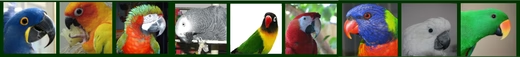 It's All About the Beak