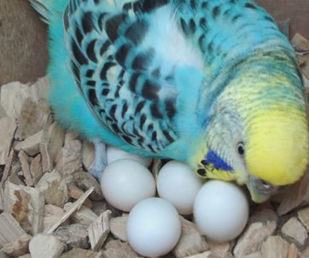 My Birds Laid Eggs 