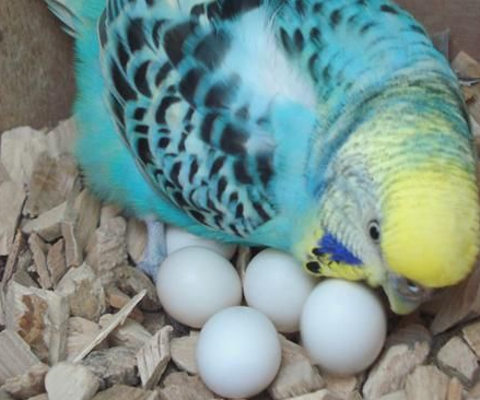 Egg Laying Birds without Mates