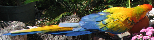 Why Birds Molt
