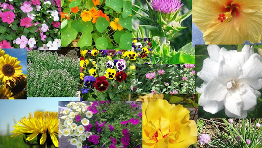 Growing Herbs and Flowers for Your Bird