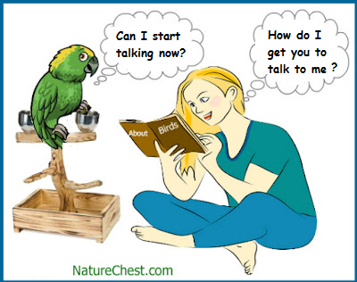 How to Teach a Bird to Talk