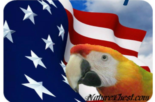 Parrots Helping Veterans