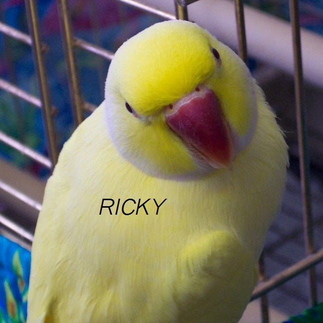 Shop for Indian Ringnecks NatureChest