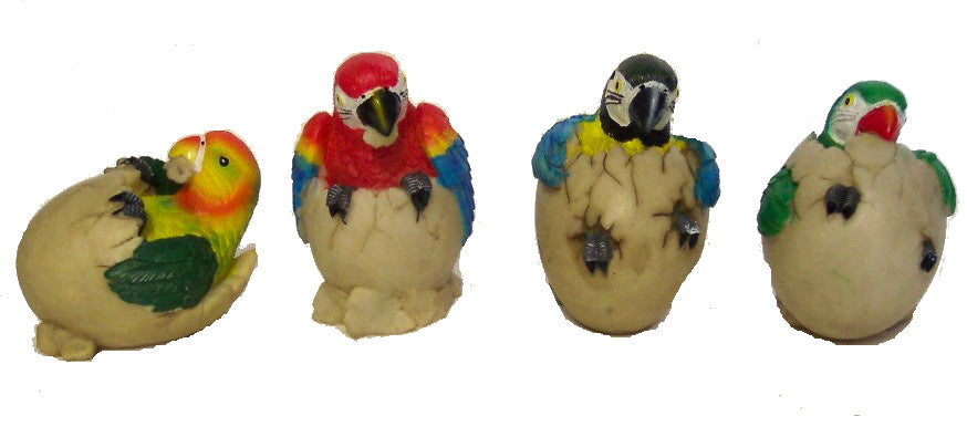 Mini Parrot Hatchlings