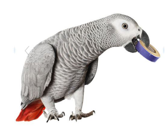 Fatty Bagels Bird Food Toys