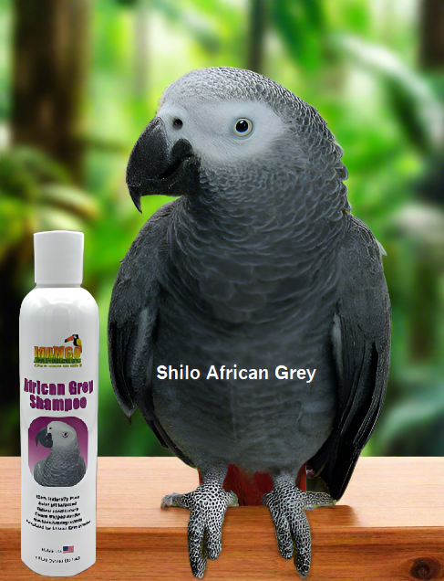 Mango African Grey Shampoo