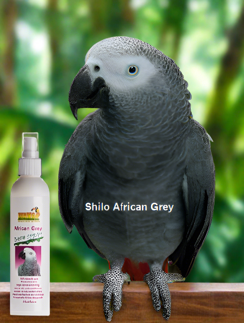 Mango African Grey Bath Spray