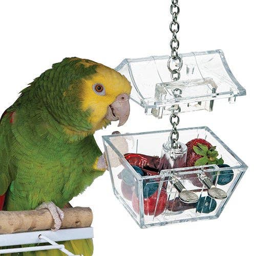 Parrots Treasure