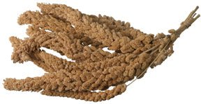 Higgins Spray Millet 6 Count