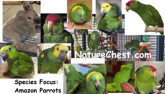 Amazon Parrots Species Focus