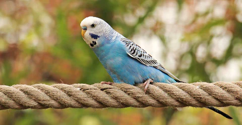 Preventing Avian Foot Fatigue - Parrot Press News Blog
