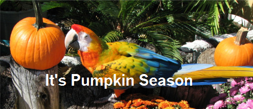 It's Pumpkin Season