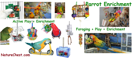 Parrot Enrichment