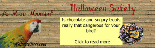 Halloween Safety Tips