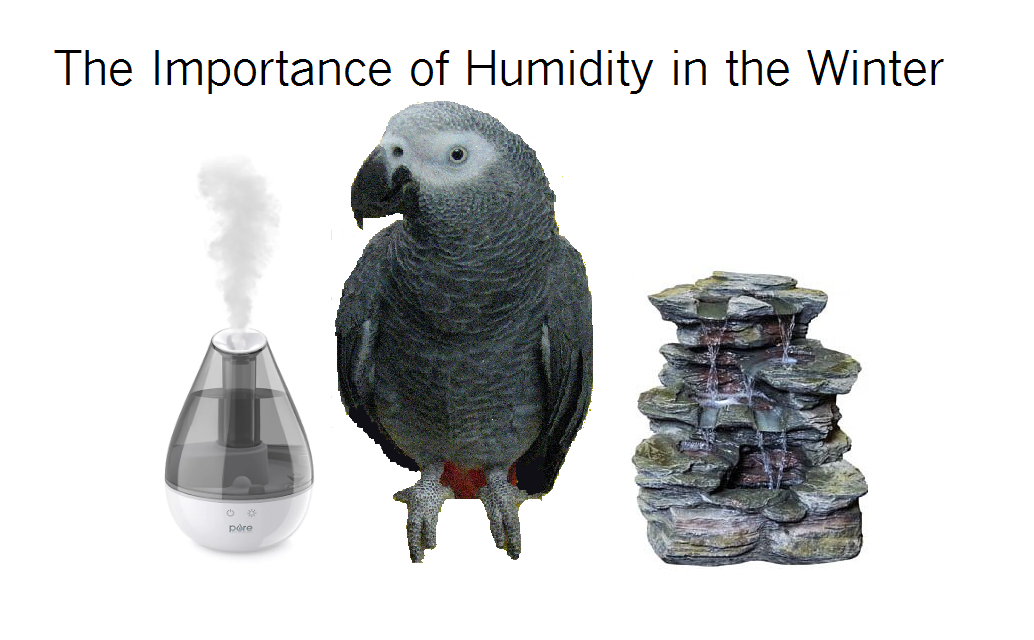 Humidity Bird How important is humidity in winter? – NatureChest