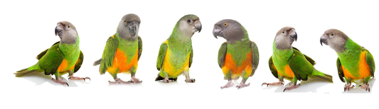 Senegal Parrots