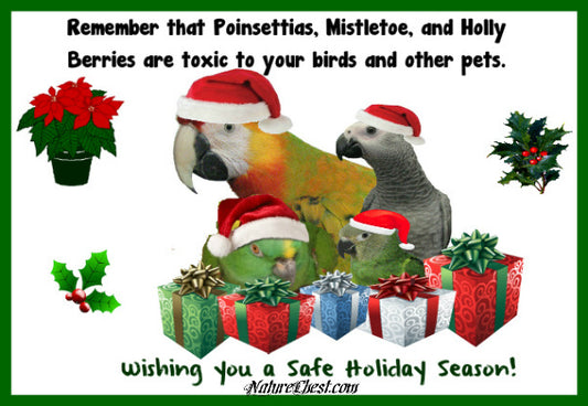 Holiday Safety Tips for Birds