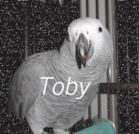 Shop African Grey Parrots