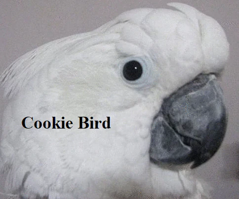 Shop for Cockatoos