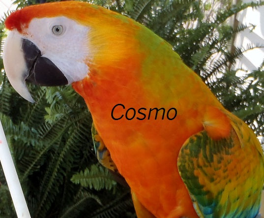 Shop for Large Macaws