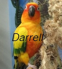 Shop for Conures