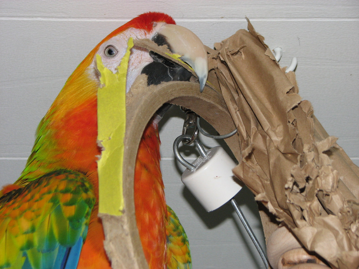 Foraging Shredding Bird Toys