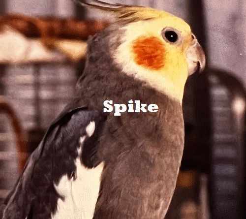 Shop for Cockatiels