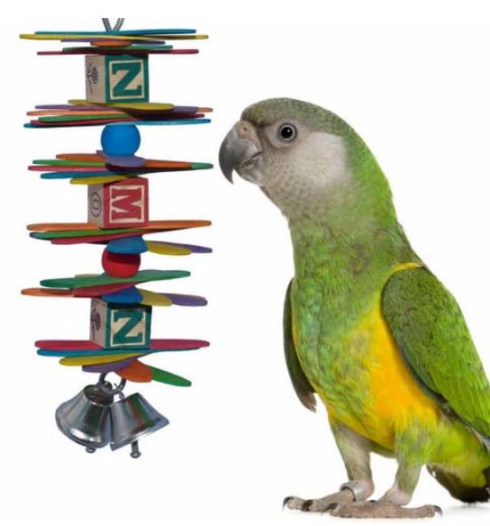 Shop for Indian Ringnecks NatureChest