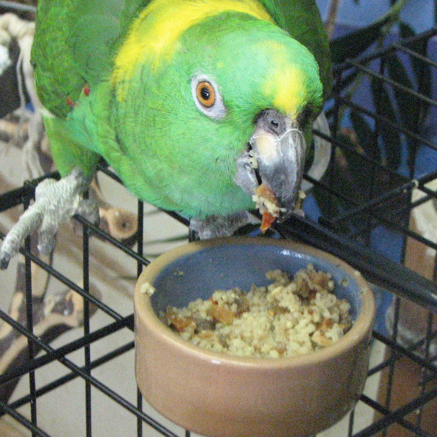 Shasta Amazon enjoying Quick N Serve bird food