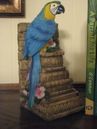 Blue and Gold Macaw Bookends