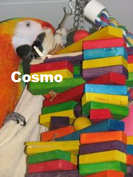 Cosmo Macaw playing with x-large woodpile bird toy