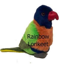 Rainbow Lorikeet