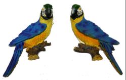 Blue and Gold Macaws Magnet