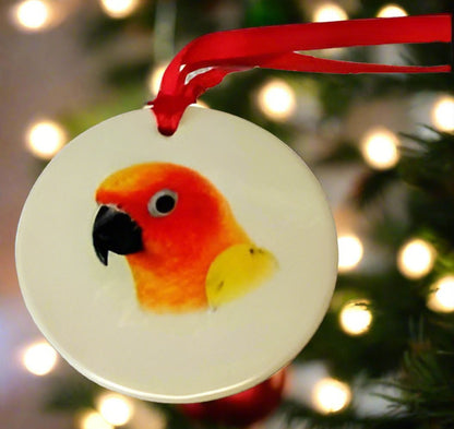 Porcelain Sun Conure on White