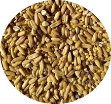 Sample TOPs Napoleon Organic Seed Mix