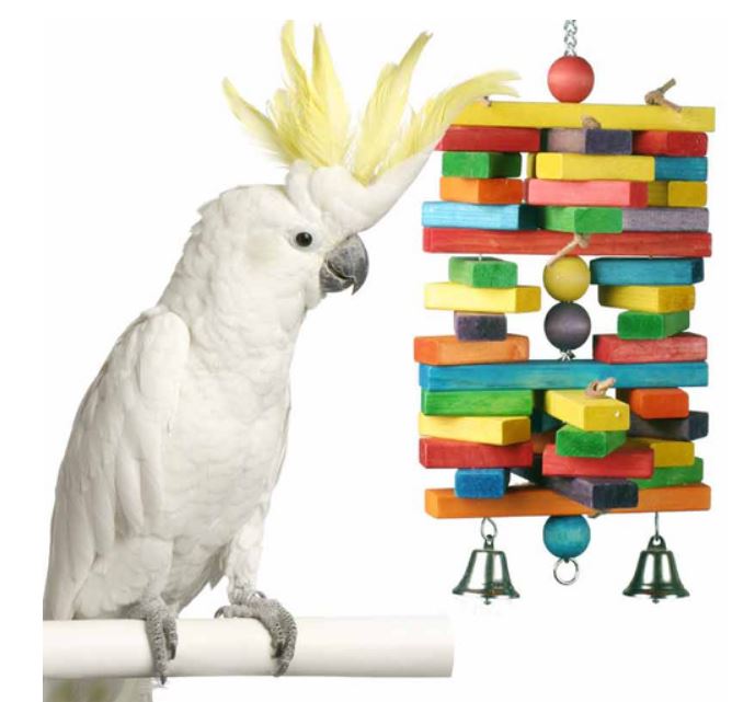 Extra large 2024 parrot toys